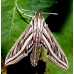 Silver-striped Hawkmoth Hippotion celerio 10 larvae 